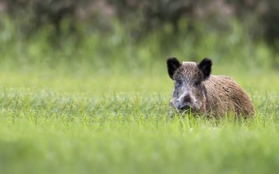 Wie gefährlich sind Wildschweine?
