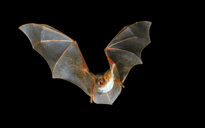 Eine Maus die fliegen kann oder wie die Fledermaus zu ihrem Namen kam