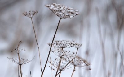 17 Tipps damit du Winter öfter in den Wald gehst