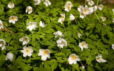 Was ist ein Frühblüher und welche kann ich im Wald entdecken? 5 Arten, die du als NaturpädagogIn kennen solltest