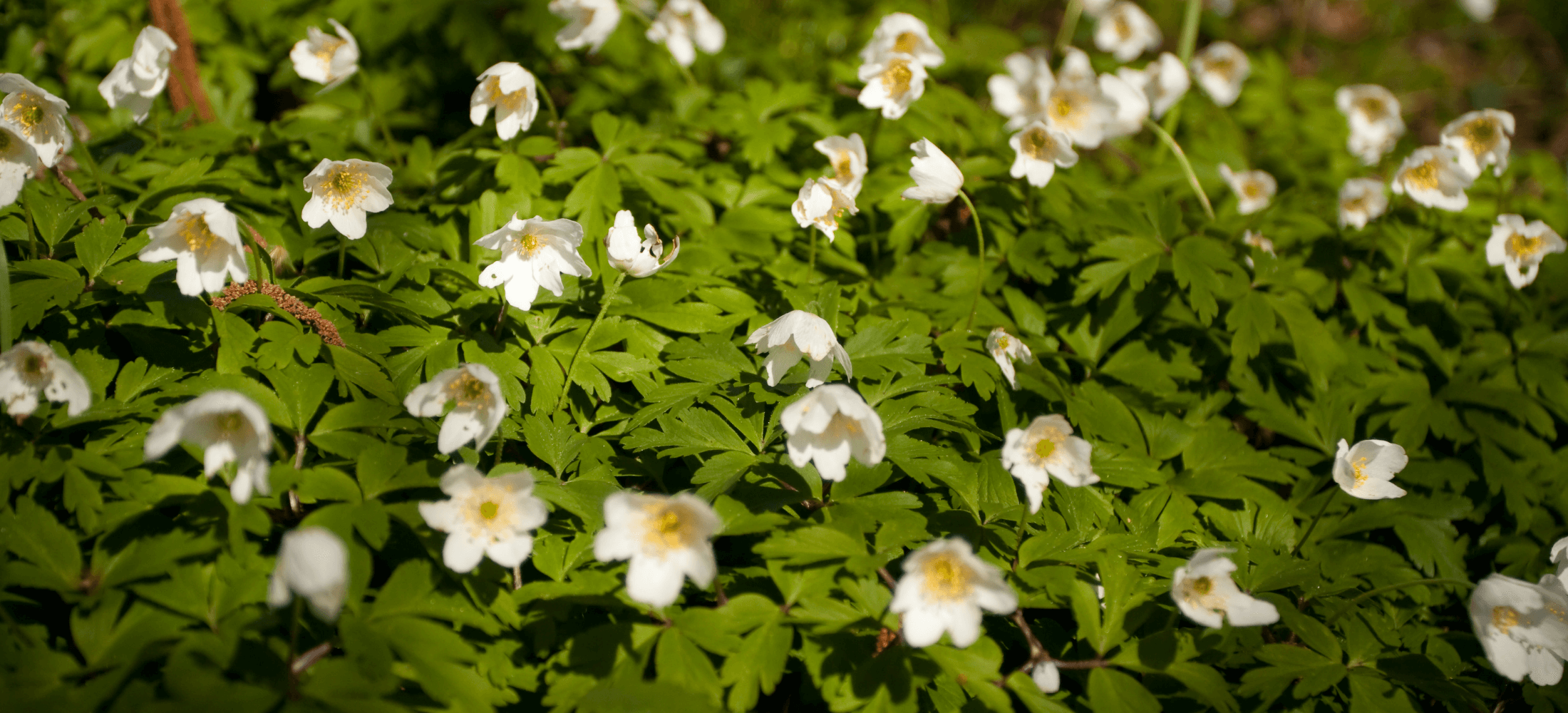 Buschwindröschen im Wald