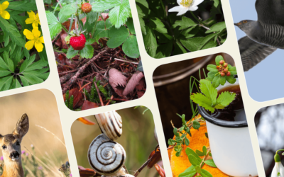 Frühling: 5 Themen, die du jetzt in deine Waldführungen oder Naturtage einbauen kannst