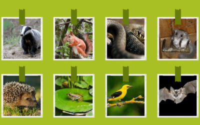 20 Tiere, die im Frühling aus ihren Winterquartieren zurückkehren – die Übersichtsliste für NaturpädagogInnen