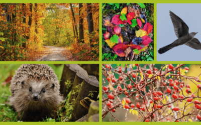 Herbst: 5 Themen, die du jetzt in deine Waldführungen oder Naturtage einbauen kannst