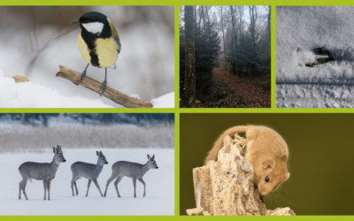Winter: 5 Themen, die du jetzt in deine Waldführungen oder Naturtage einbauen kannst