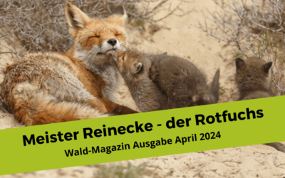 Der Fuchs – Ideen und Impulse für Wald- und Naturpädagoginnen