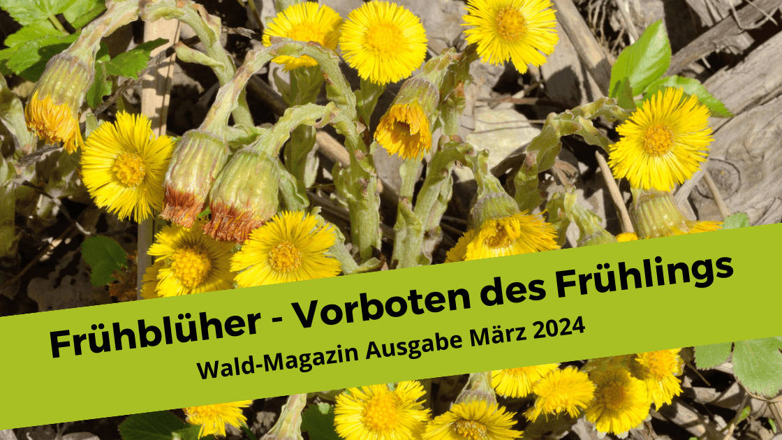 Wald-Magazin März