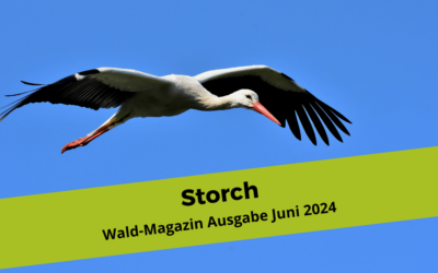 Störche – Ideen und Impulse für Wald- und Naturpädagoginnen