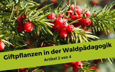 Giftpflanzen im und um den Wald 2/4 – Rote und weisse Beeren