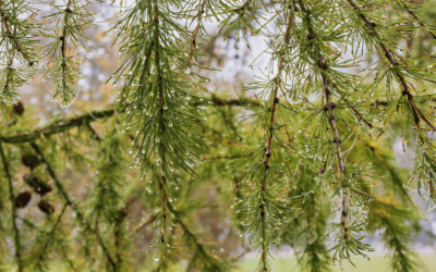 Nadelbäume – Ein spannendes Thema für Waldtage mit Kindern, nicht nur in der Adventszeit