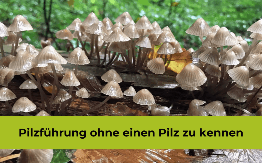 Pilzführung ohne Pilzwissen: Mein Selbstversuch und warum es die beste Idee war!
