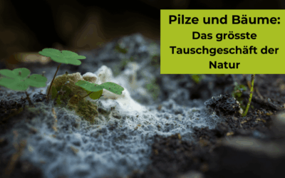 Das „Wood Wide Web“: Wie Pilze und Bäume den Wald zusammenhalten