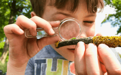 Grundlagen der Waldpädagogik: So schaffst du echte Naturverbindungen!