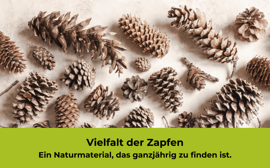 Von Fichte bis Kiefer: Der ultimative Zapfen Guide für WaldpädagogInnen