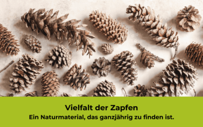 Von Fichte bis Kiefer: Der ultimative Zapfen Guide für WaldpädagogInnen